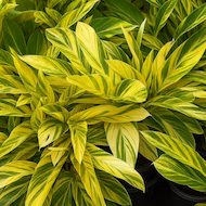 May Flowers Horticulture Installation 27